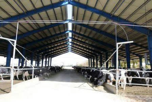 ساماندهی مجتمع های دامپروری شهرستان شهرکرد 