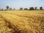در پائیز بیش از 13 هزار هکتار  گندم آبی و دیم به زیر کشت می رود
