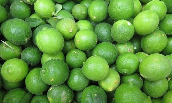 برآورد تولید 15 هزار تن لیموترش در کازرون