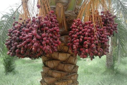 بهره برداری از پروژه توسعه نخیلات در خرمشهر
