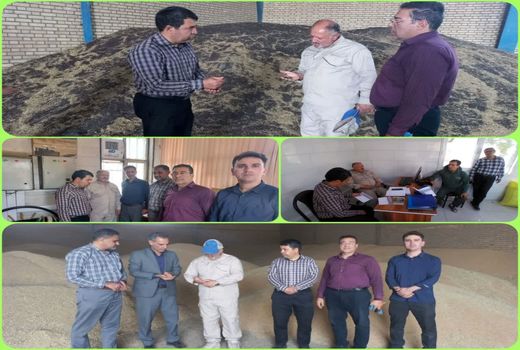 بازدید معاون سازمان جهاد کشاورزی از مراکز خرید محصولات 