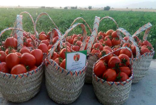 صادرات سه هزار تن گوجه فرنگی از فراشبند