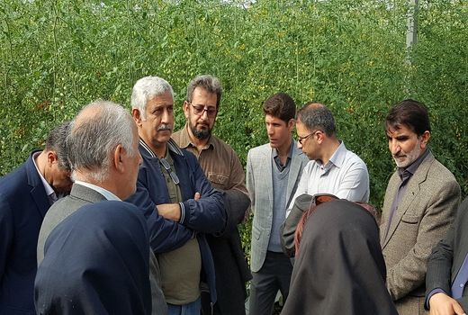 بازدید دکتر بنی عامری از گلخانه های خراسان جنوبی