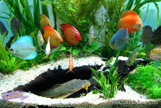 سالانه 900 هزار قطعه ماهی زینتی در خراسان شمالی تولید می‌شود