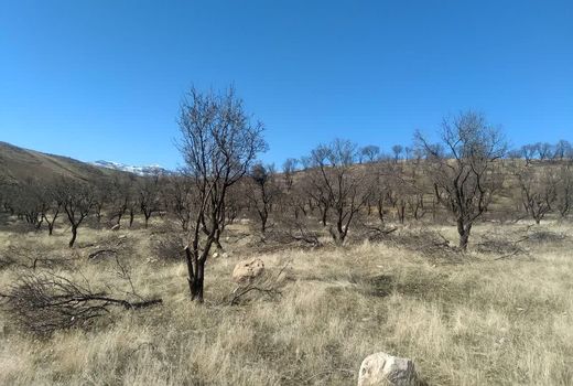 هرس زمستانه باغات شهرستان اردل آغاز شد