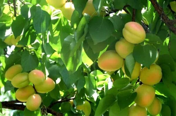 برداشت زردآلو از باغات قزوین آغاز شد