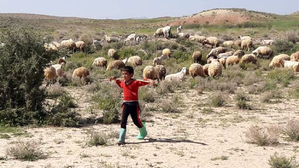 برای دامداریهای سنتی مجوز صادر شود