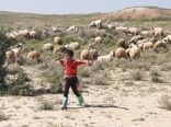 برای دامداری‌های سنتی مجوز صادر شود