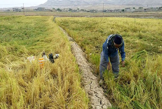 برداشت ۳ هزار تن شلتوک برنج از شالیزارهای خراسان شمالی