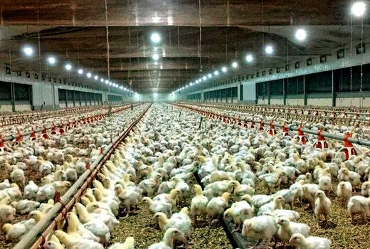افزایش 10 درصدی جوجه‌ریزی در واحدهای مرغ گوشتی استان قزوین