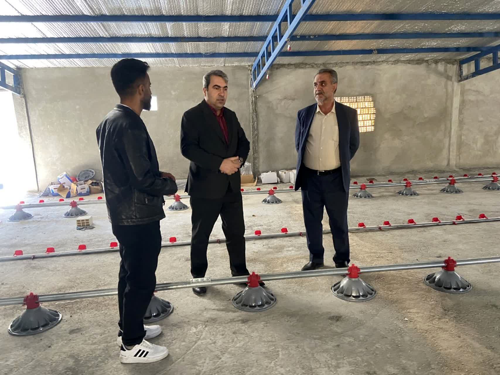 بازدید رئیس سازمان جهاد کشاورزی کهگیلویه و بویراحمد از واحد مرغداری گوشتی در بویراحمد 