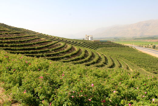 برداشت یک هزار و 650 تن گل محمدی از گلستان‌های چهارمحال و بختیاری