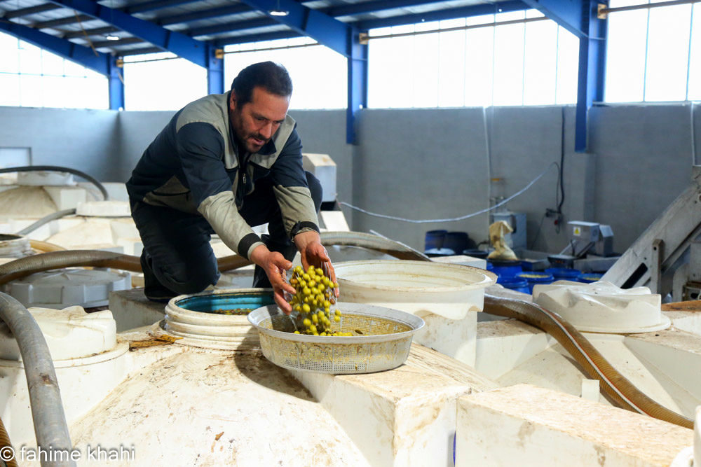 از لمس شاخه تا عصاره ی نور  