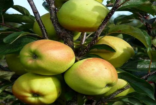 هماهنگی کارخانجات و صنایع تبدیلی استان کرمان متقاضی خرید سیب درختی صنعتی با  تعاون روستایی 