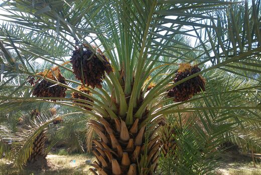 آغاز برداشت خرما در شهرستان داراب