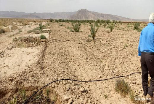 یارانه نهال به باغداران زرین دشت پرداخت شد     