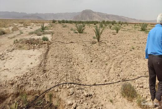 یارانه نهال به باغداران زرین دشت پرداخت شد     