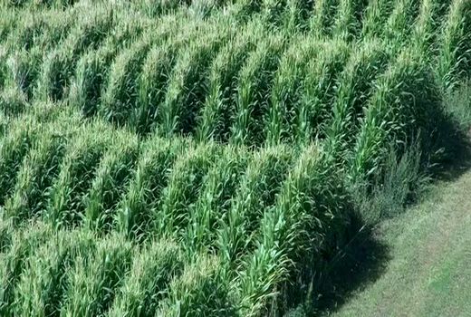 پیش بینی تولید 56 هزارتن ذرت علوفه ای در ارسنجان 