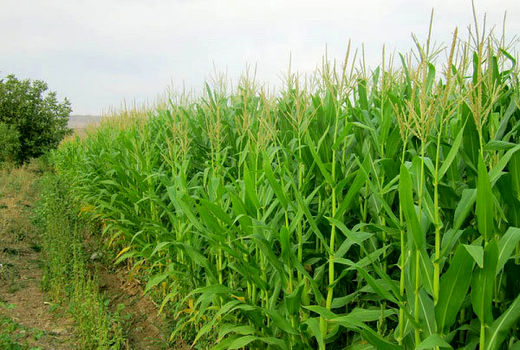 برداشت ذرت علوفه ای در شهرستان میناب آغاز شد