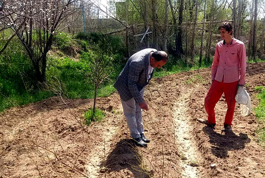توزیع 12 هزار اصله  نهال گل محمدی یارانه‌ای در شهرستان هشترود