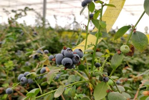 اولین تولیدکننده بلوبری با روش کشت هیدروپونیک در ایران معرفی شد