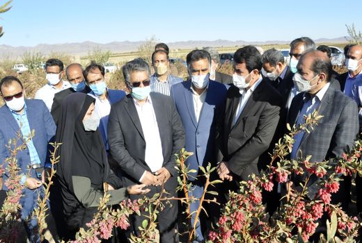 آسیب به باغات زرشک سربیشه به دلیل سرما