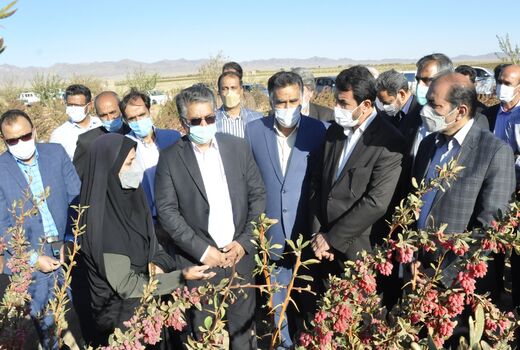 آسیب به باغات زرشک سربیشه به دلیل سرما