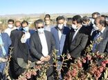 آسیب به باغات زرشک سربیشه به دلیل سرما