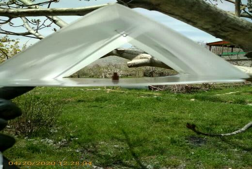 نصب تله‌های فرمونی در باغات میوه فارسان