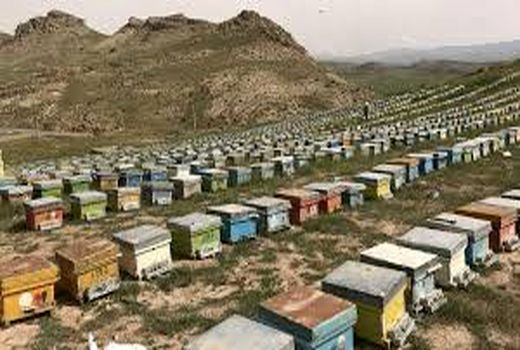 فعالیت ۷۵۳ زنبورستان در خراسان‌جنوبی