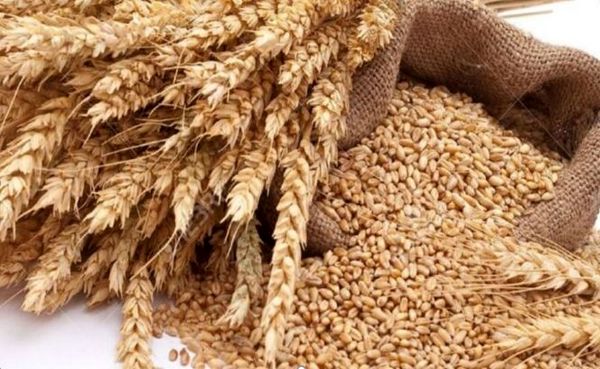رشد ۸.۲ درصدی خرید گندم در شبکه تعاون روستایی خراسان شمالی