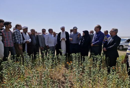 برگزاری روز مزرعه گلرنگ در شهرستان بستان‌آباد