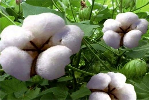 کشت ۲ هزار هکتار پنبه در استان های ایلام و لرستان