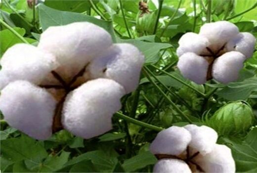 کاهش 3 تا 5 مرحله آبیاری مزارع  با ارقام جدید پنبه