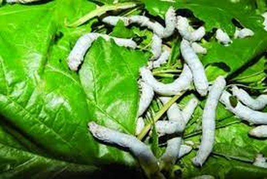 خراسان شمالی رتبه نخست بهره‌وری پیله کرم ابریشم در کشور را کسب کرد