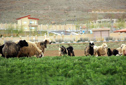 نظارت بر طرح‌های مرتع‌داری در سمنان اجرا شد