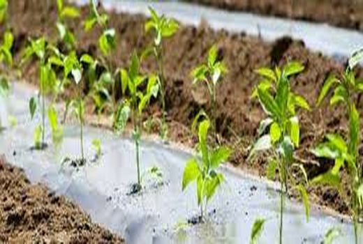 آغاز تولید 288 هزار نشاء پنبه در شهرستان ارزوئیه