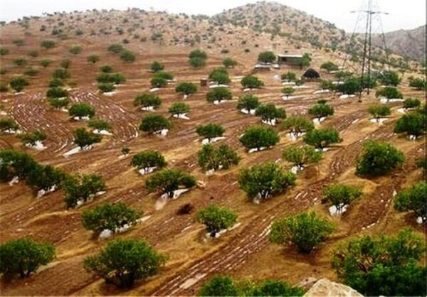 تکمیل طرح‌های توسعه باغات چهارمحال و بختیاری نیازمند تسهیلات