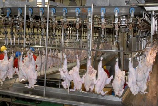 کشتارگاه «مرغ طلایی» تویسرکان احیا می‌شود