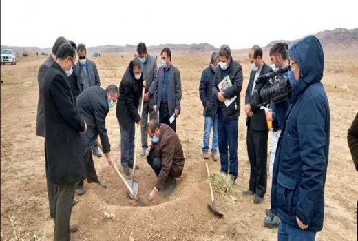 انجام عملیات غرس ۷۵هزار اصله نهال گونه‌های مختلف گیاهی بیابانی در خراسان شمالی 
