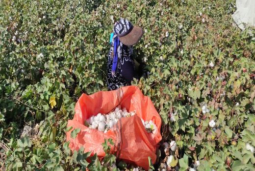 آغاز برداشت طلای سفید در شهرستان زرین دشت