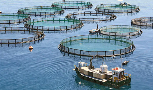 گام جدید آبزی‌پروری در قفس/ واگذاری ۹۰ مولد باس دریایی آسیایی زودرس به مراکز تکثیر