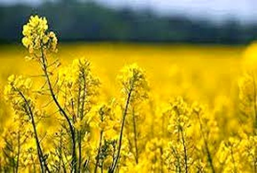 هم‌اندیشی برای کشت‌های پاییزه در خرمشهر