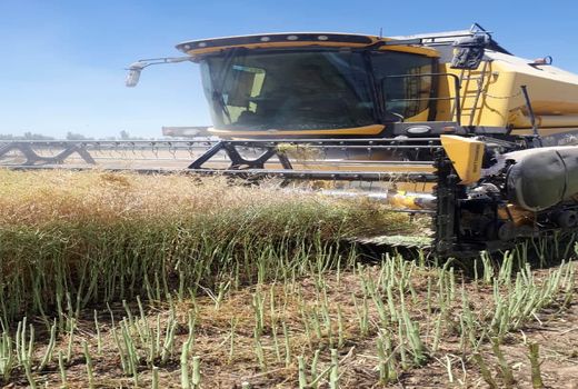 برداشت ۲۷۰  تن کلزا از مزارع کشاورزی شهرستان بویین زهرا 