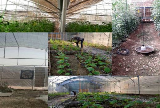 اشتغالزایی فارغ التحصیلان جویای کار با احداث گلخانه های کوچک مقیاس در منطقه دهلران