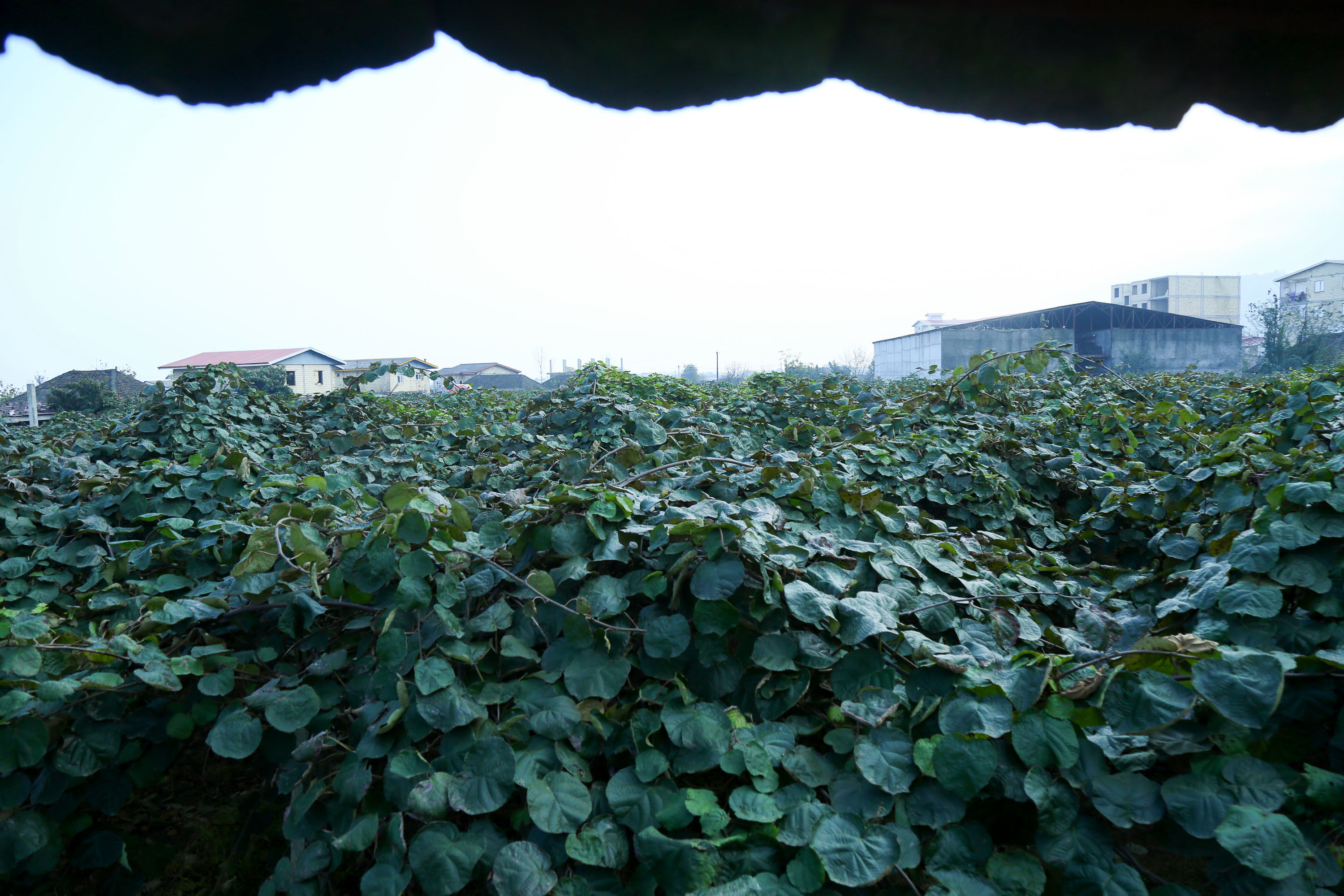  میوه ای شگفت انگیز به نام کیوی 