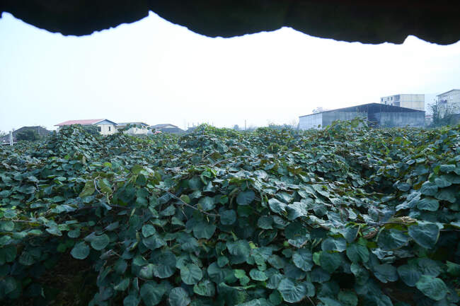  میوه ای شگفت انگیز به نام کیوی 