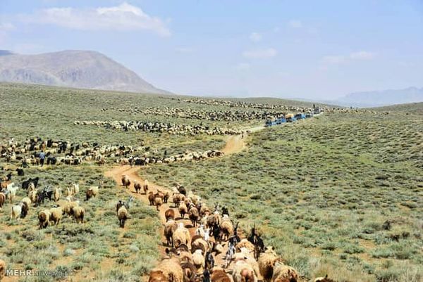 33هزار واحد دامی مستقر در مراتع سیاهکوه ورامین  از 10خرداد به بعد راهی مراتع ییلاقی می شوند