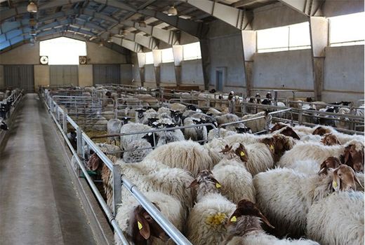 آغاز ورود دام به بزرگترین دامداری دام سبک استان تهران  
