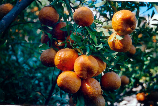 پیش‌بینی برداشت 66 هزار تن نارنگی